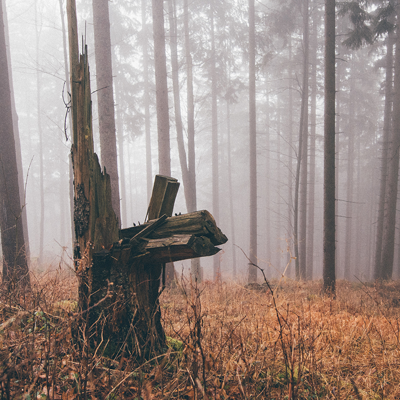 Bockjagd-Wochenende im Sauerland